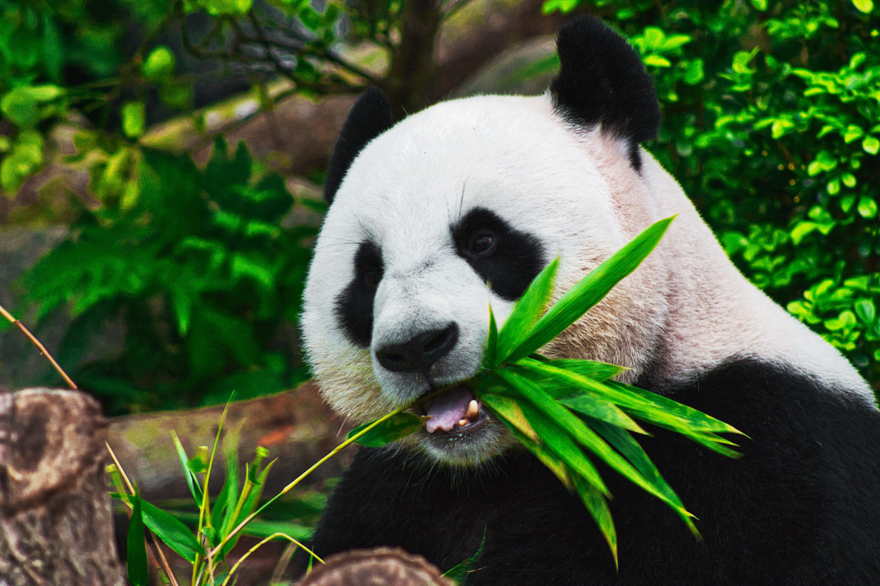 Five useful operations with Pandas DataFrames